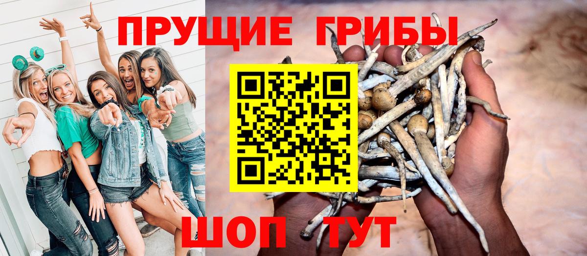 Галлюциногенные грибы Psilocybe Сердобск